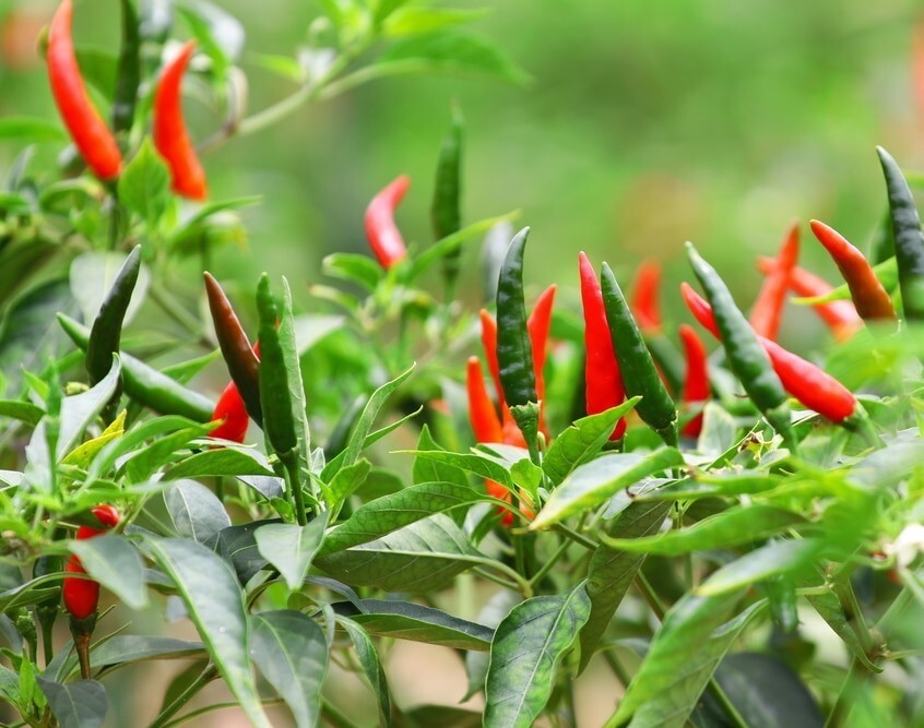 50+ seeds HEIRLOOM THAI CHILI HOT PEPPER FRESH SEEDS,USA
