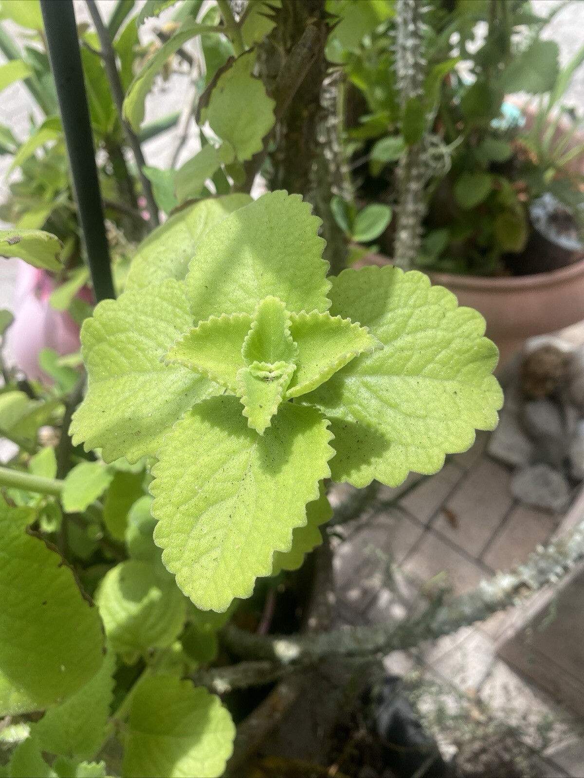 4 ORGANIC Cuban Oregano PLANTs ROOTED Mexican Mint~Spanish Thyme~FRESH HERBS