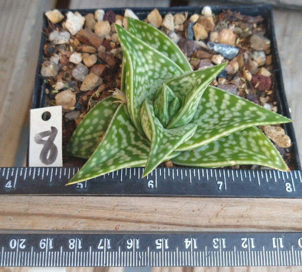 Aloe variegata v. haworthii Short Fat Ridged Succulent Deltoid Leaves 8