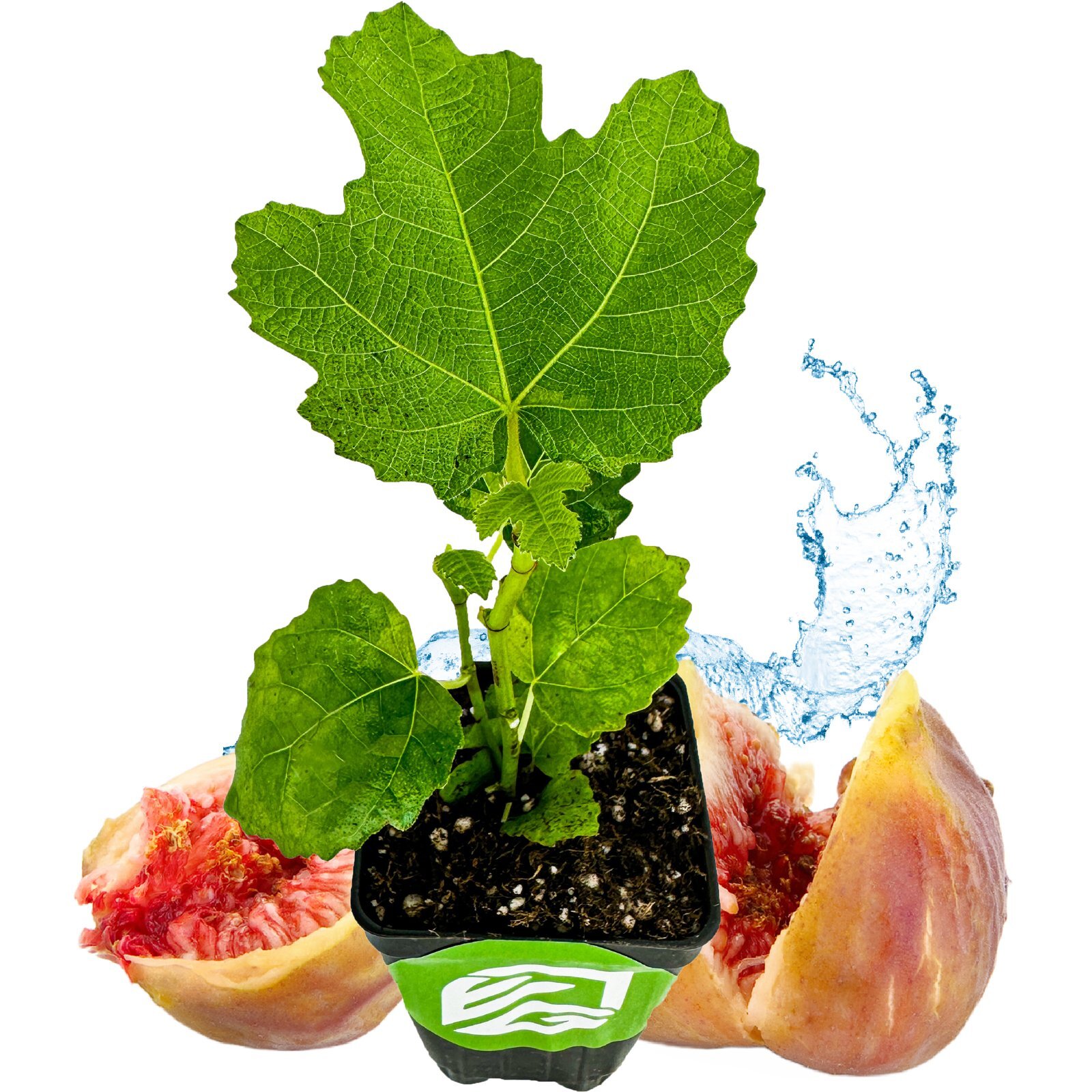 LSU Gold Fig Tree – Ficus carica – Live Plant
