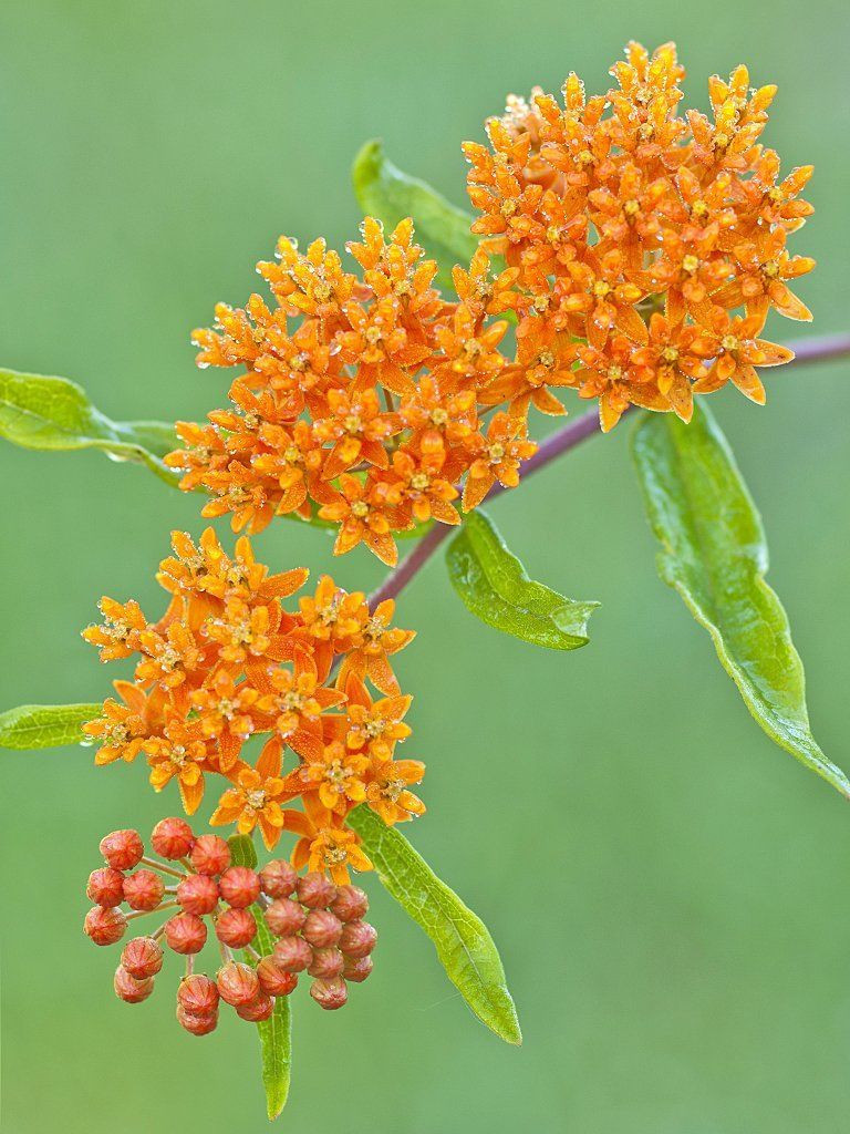 30 SEEDS – butterfly weed HUMMINGBIRDS – ORANGE – GroCo USA* – BUY 15-SHIPS FREE