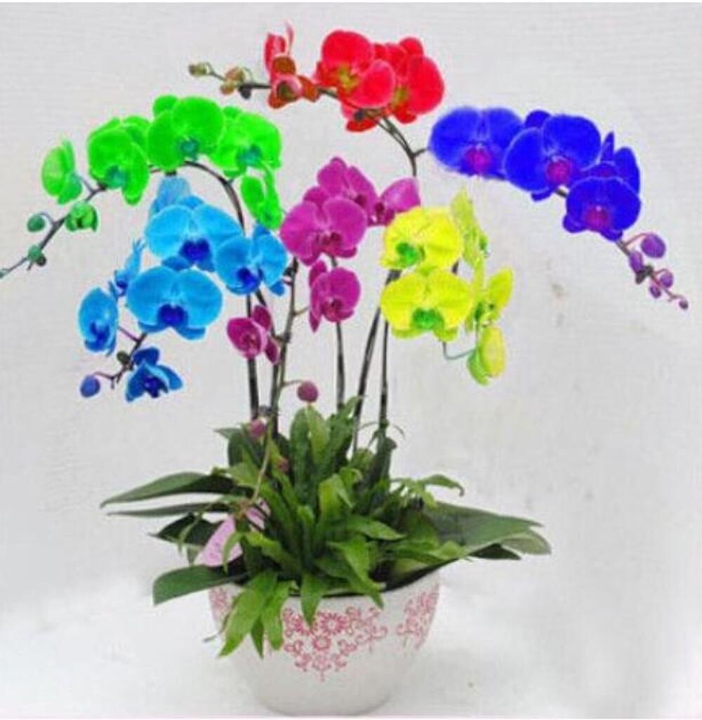 20 SEEDS for Multi Color ORCHID rare flower bloom exotic house plant USA Seller