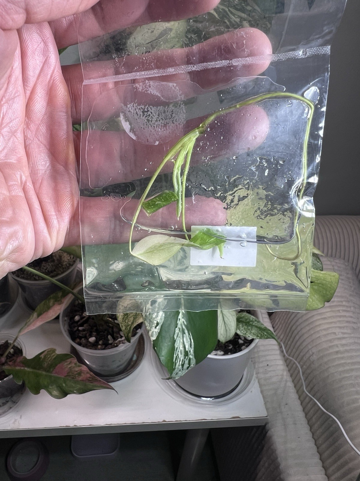 Monstera Miracle Tricolor TC