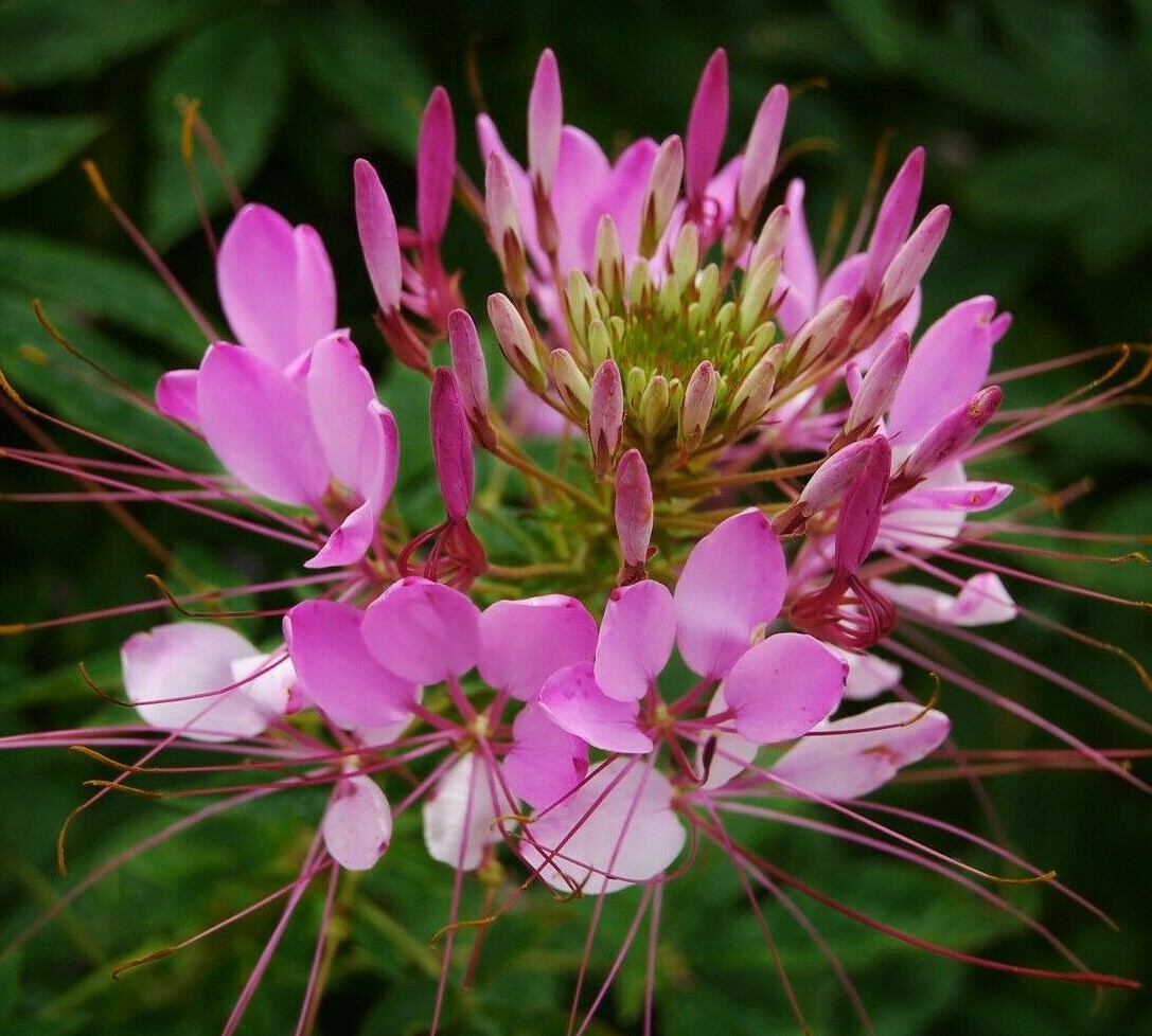 CLEOME SEEDS 200+ SPIDER PLANT MIX annual FLOWER garden WILDFLOWER FREE SHIPPING
