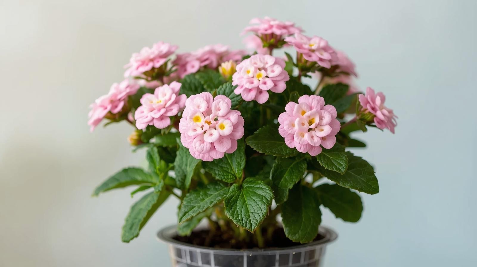 Lantana ‘Blush Pink’ (Rooted Starter Plant) BUY 2 GET 1 FREE
