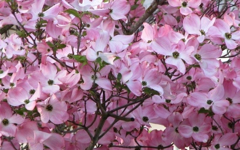 Pink Dogwood tree 10-16″ tall quart pot