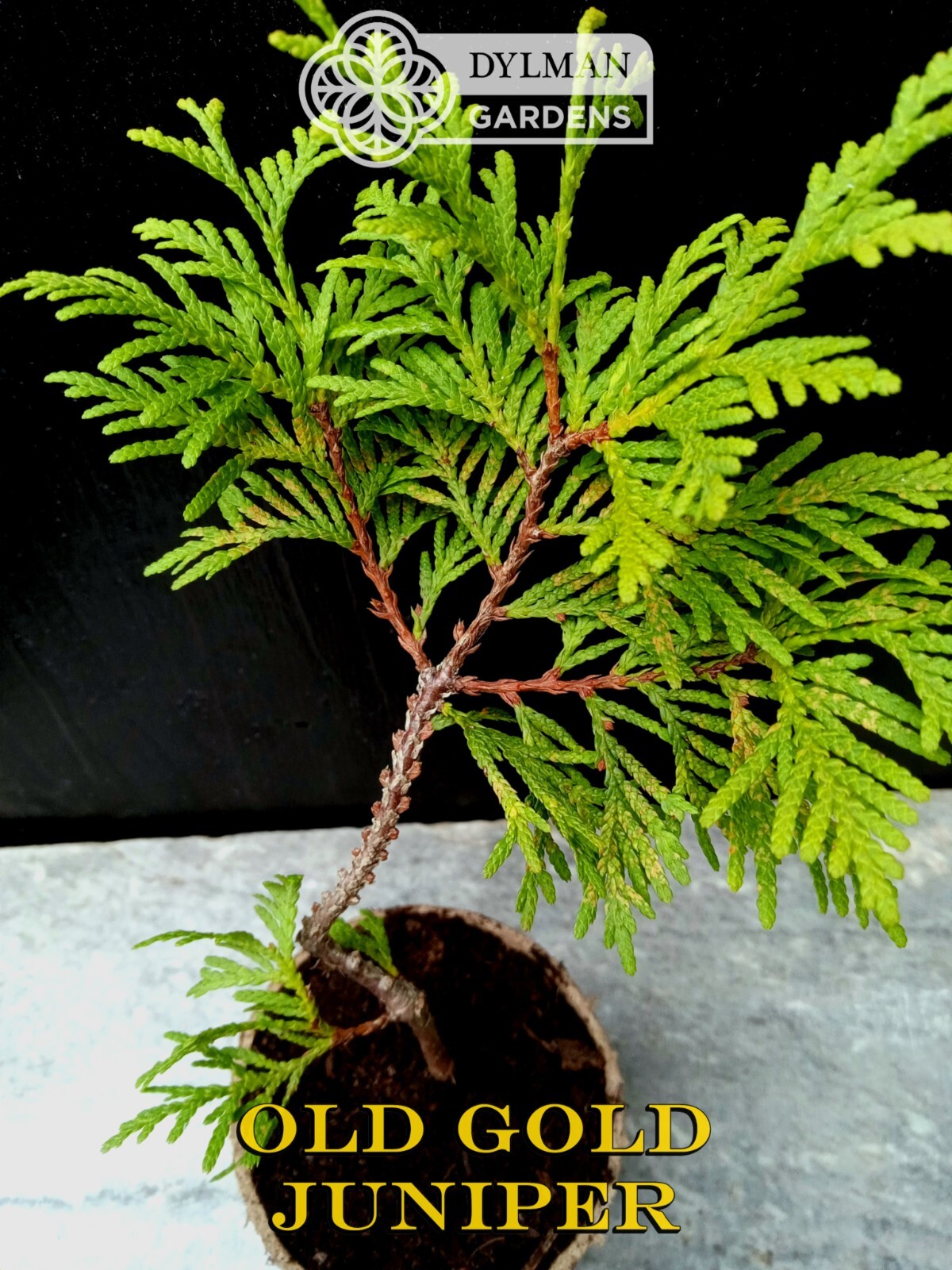 Old Gold Juniper – Juniperus chinensis ‘Old Gold’ – Live Plant – 6 to 8 inches