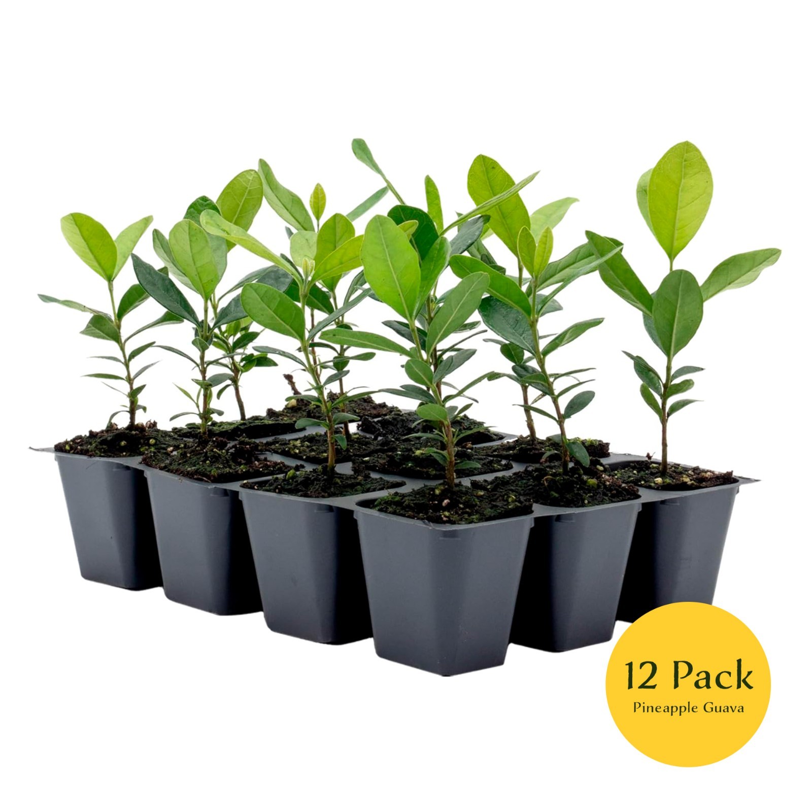Pineapple Guava (Feijoa) Trees in 2.5-inch Nursery Cubes | Feijoa Sellowiana