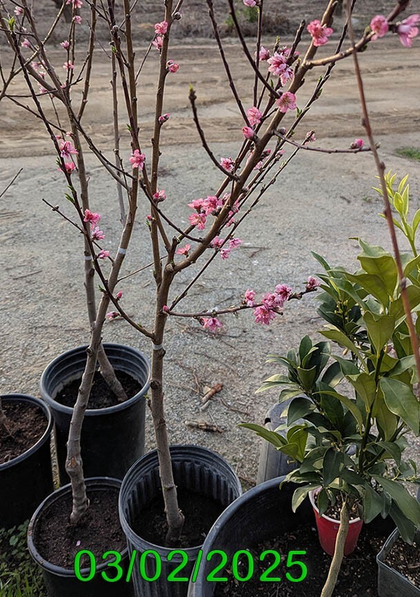 1 (One) Live “BABCOCK PEACH” plant rooted about 36-40″ tall.