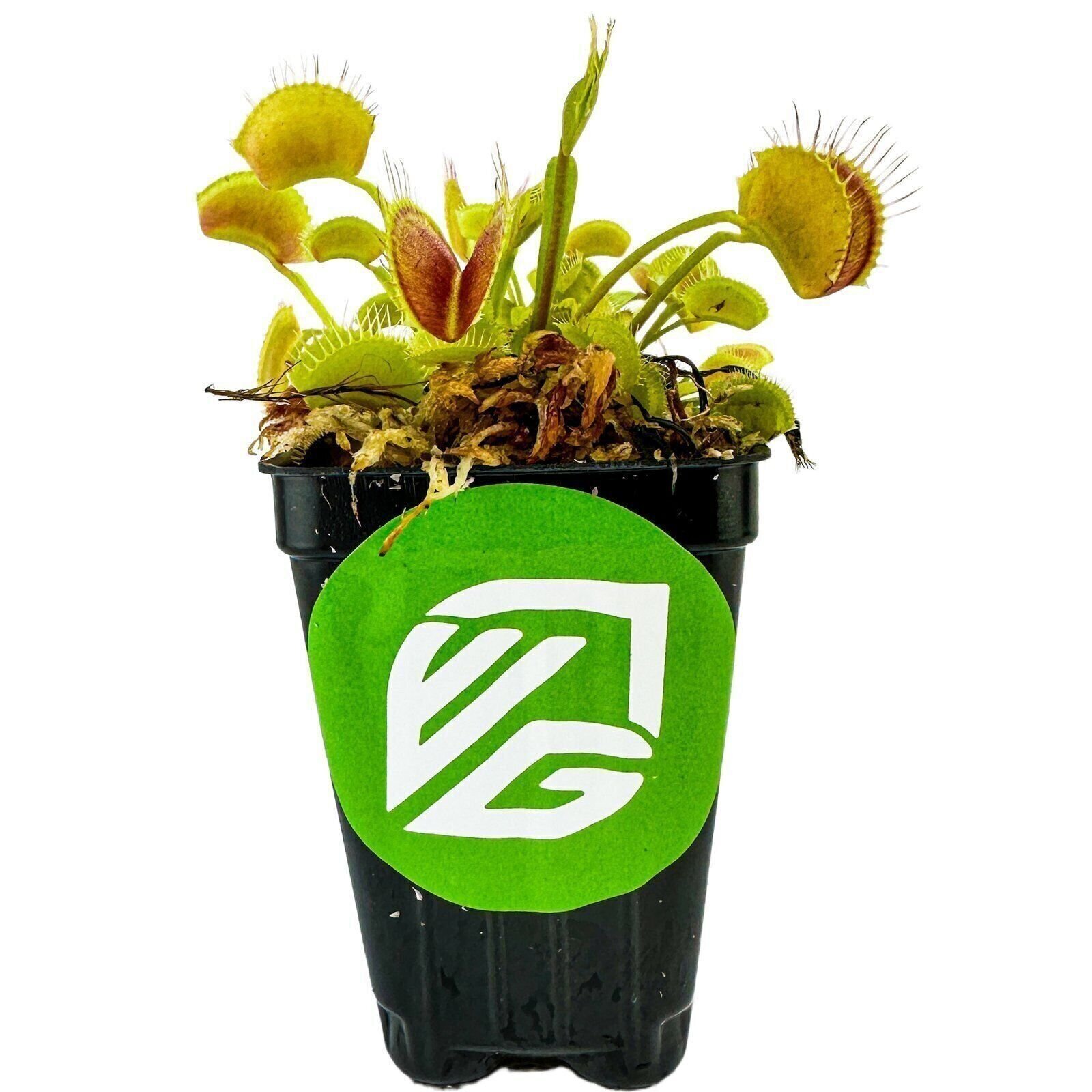 Venus Fly Trap Carnivorous Plant – Dionaea muscipula – Live Plant