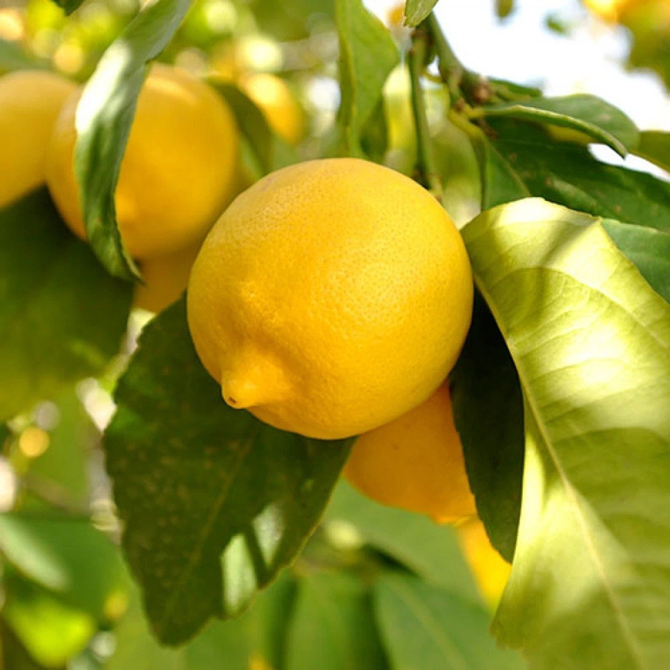 LIVE PLANTS LEMON TREES 1 yo 3″+TALL EDIBLE CITRUS FRUIT LANDSCAPING SEEDLING