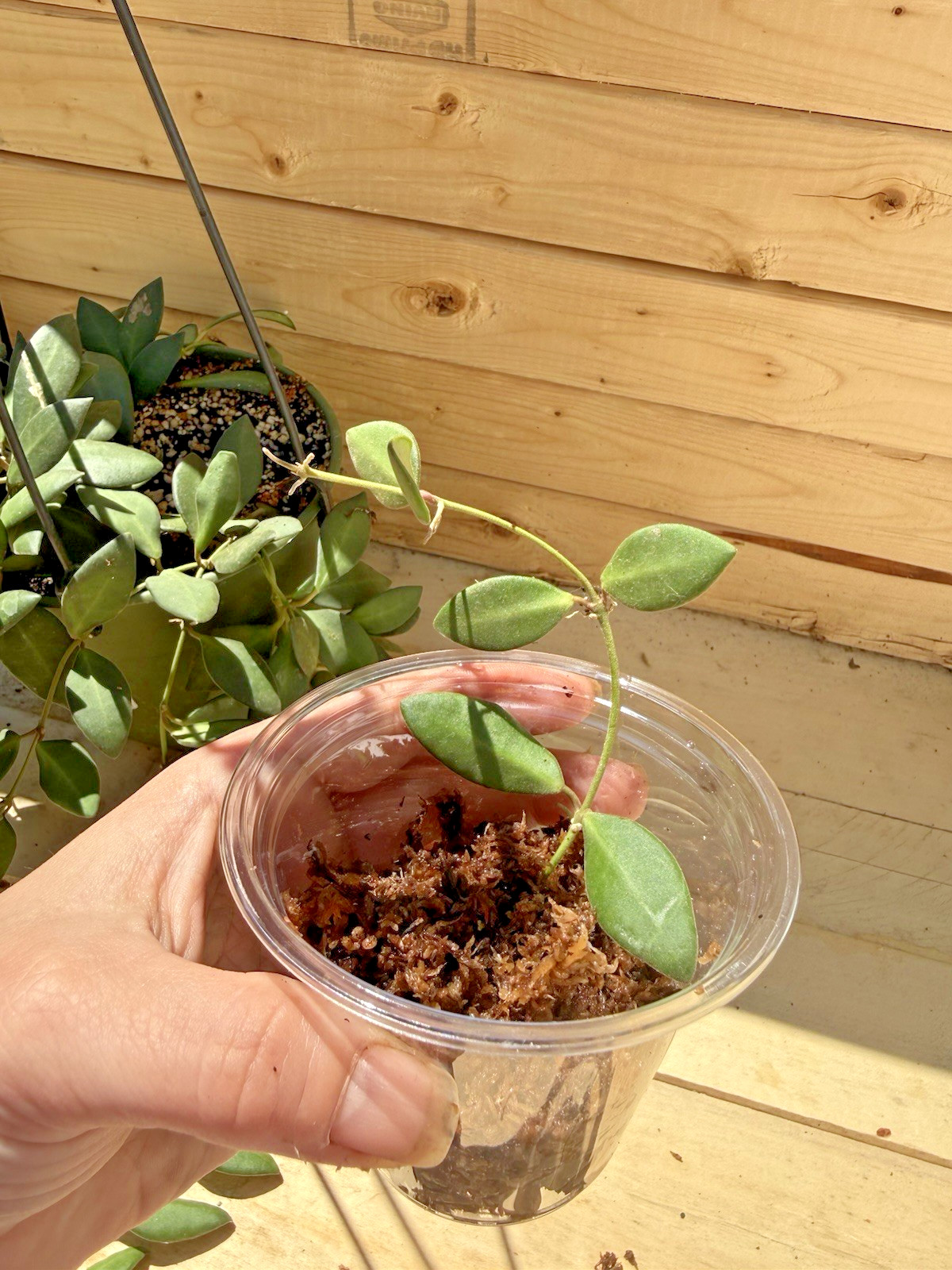 Hoya Burtonaie 6 Leaf 4 Node Cutting, Ships in Moss – Off Mature Mom Plant