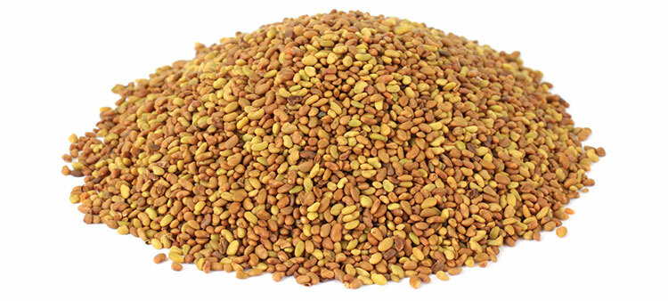 ORGANIC ALFALFA SPROUTING SEEDS – GROW SPROUTS, 16 OZ 200,000 count