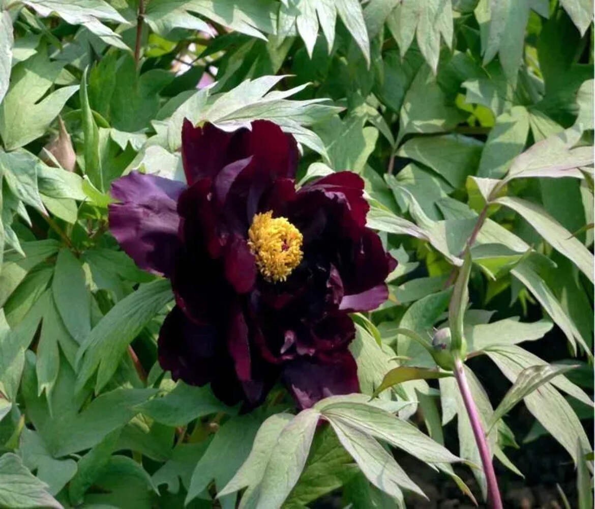 Hatsugarasu Japanese large flower tree peony Preorder for fall 2026
