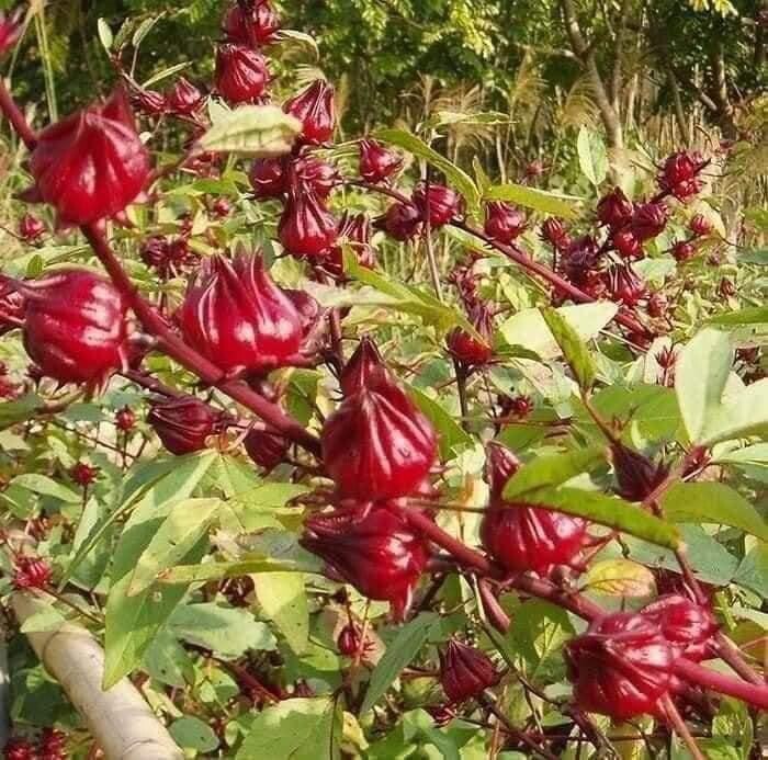 200 Roselle Seeds Asian Sour Leaf Hibiscus sabdariffa Free Shipping