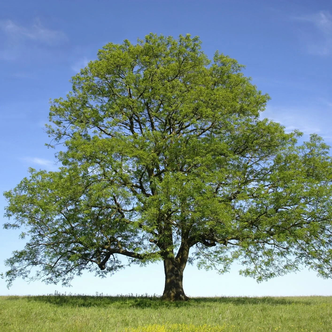 5 Green Ash Tree 12-24″ Fraxinus pennsylvanica Bare Root