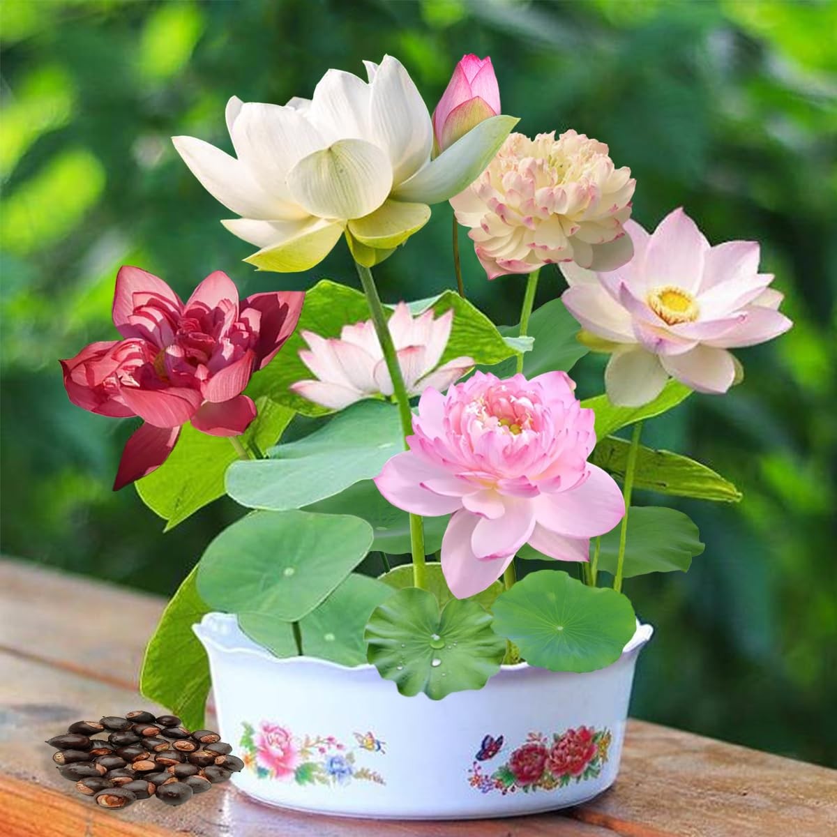 120 Pcs Mixed Color Bonsai Bowl Lotus Seeds,Easily Low Maintenance for 120 PC