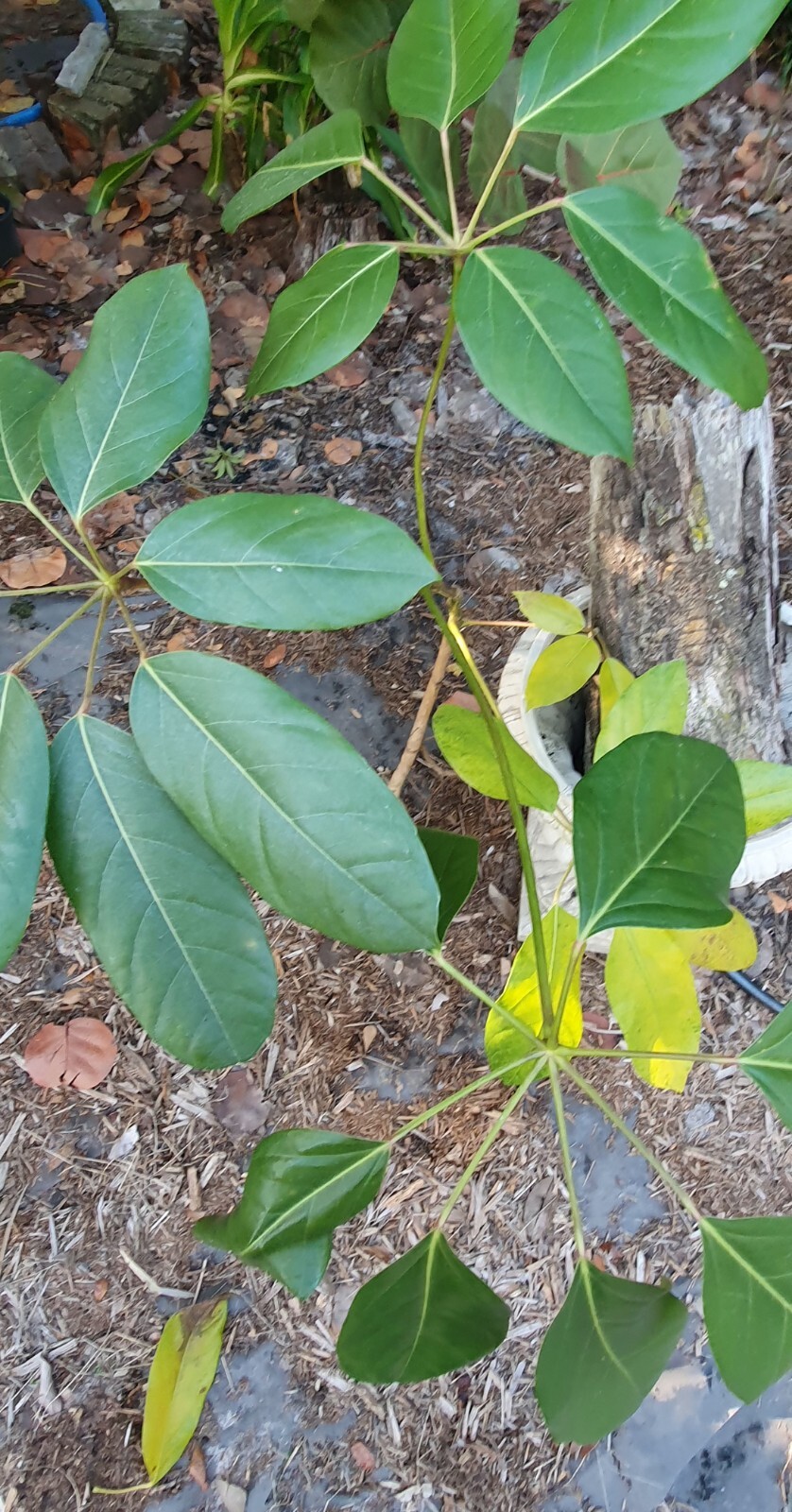 Umbrella tree, Schefflera Actinophylla Amate, large plant 20-36″plus