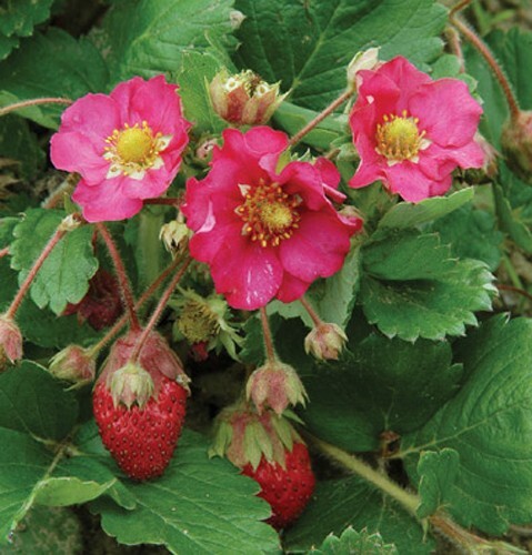 Strawberry “Tarpan” 100+ seeds for propagation