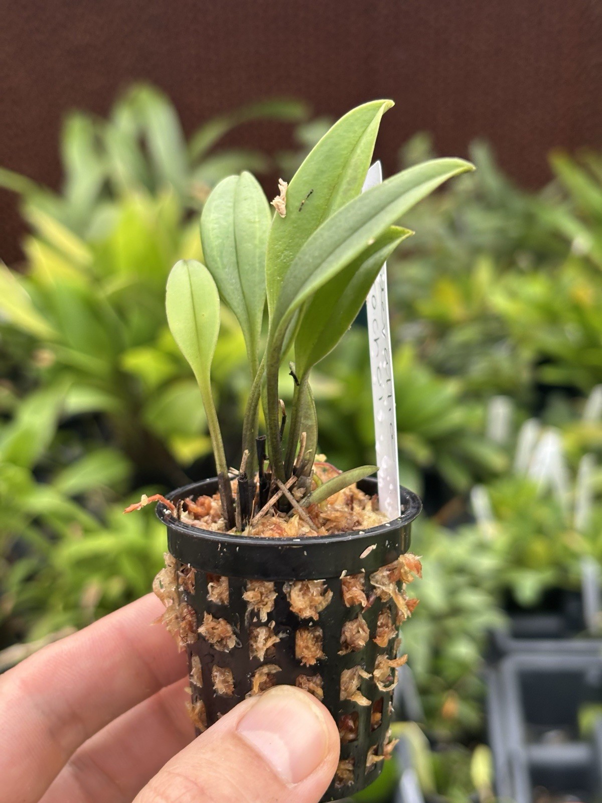 Masdevallia morochoi Miniature Orchid Species Bloom Size
