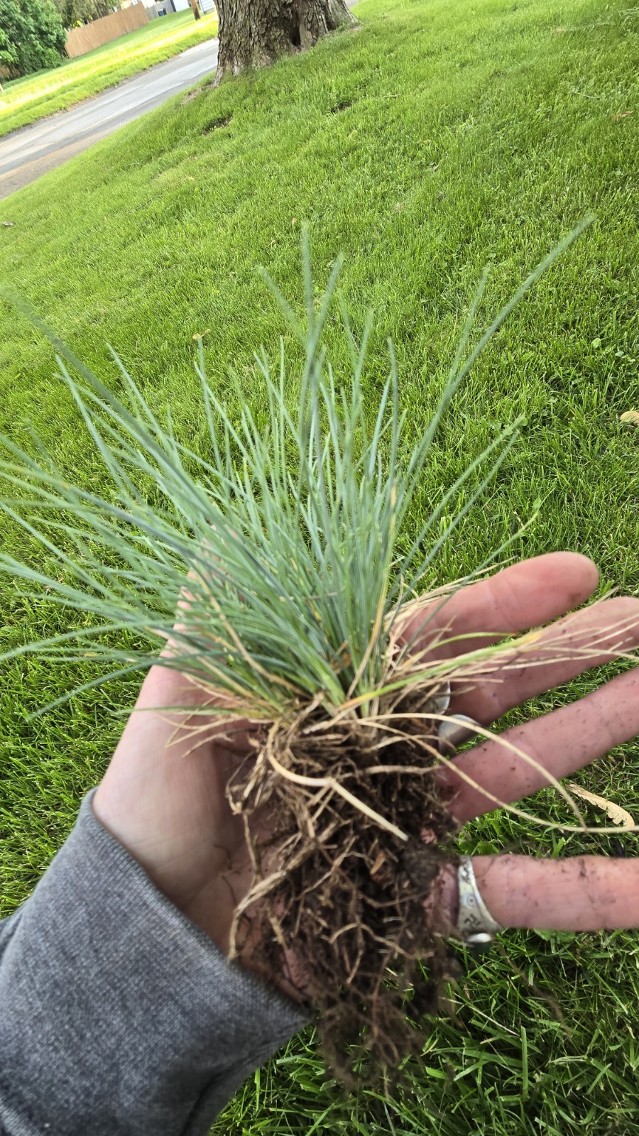 Blue Fescue ‘Elijah Blue’ Ornamental Grass Live Starter Plant Border Perennial