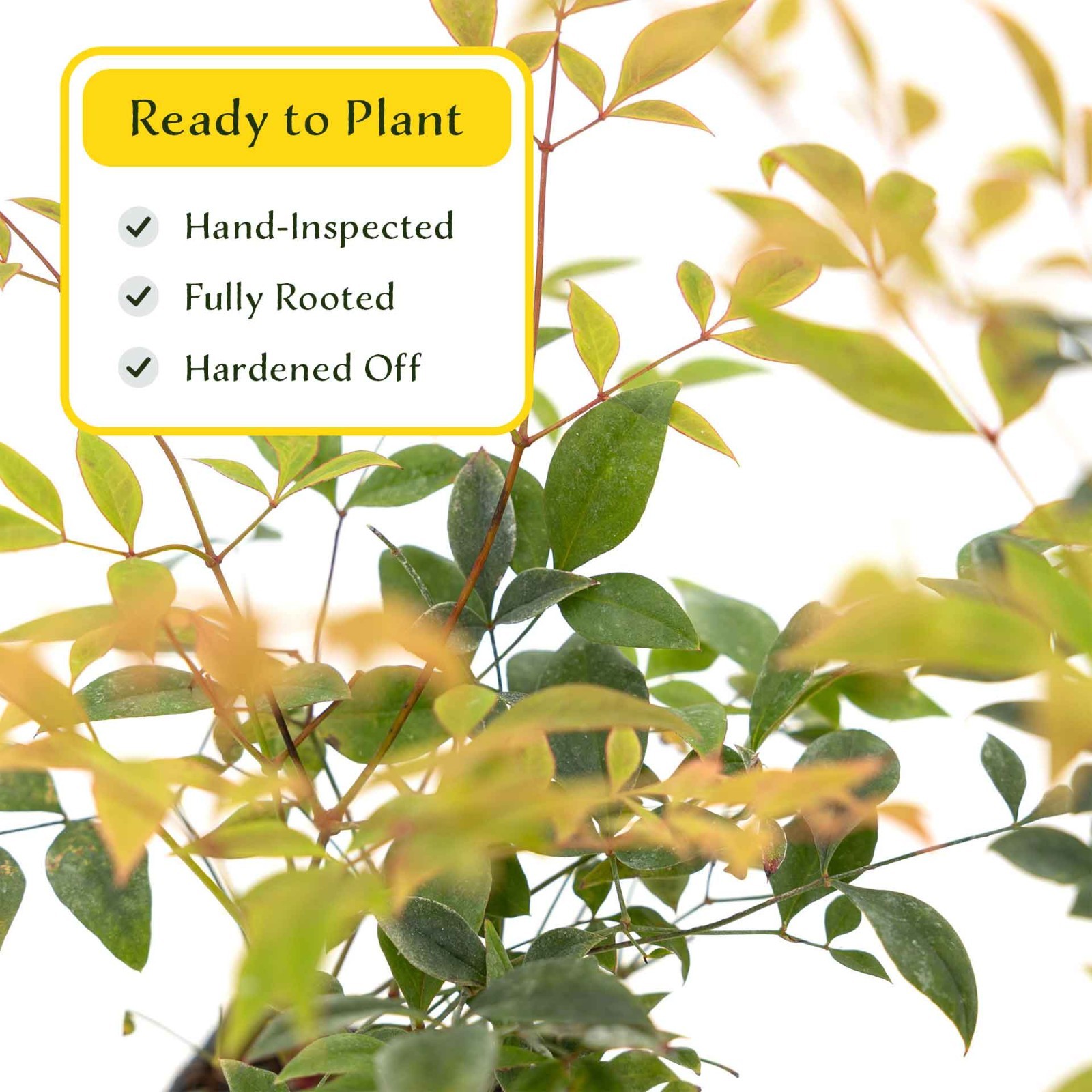 2 Gulf Tide Heavenly Bamboo Plants in 3.5” Cube, Live Red-Tip Shrub (Nandina)