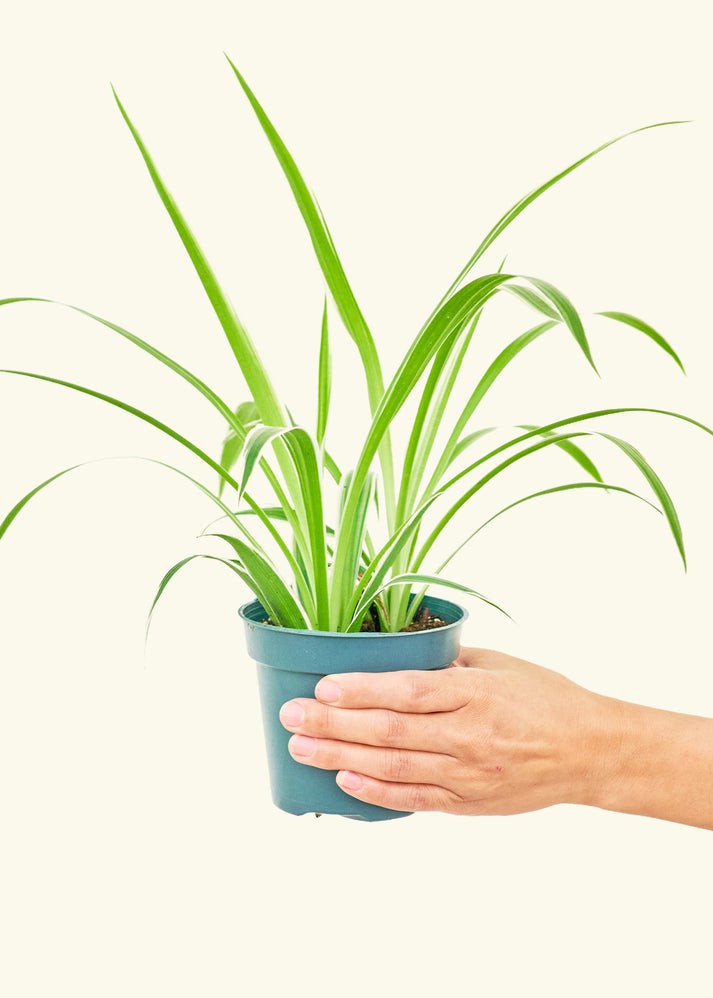 Chlorophytum Spider Variegated Live House Plants