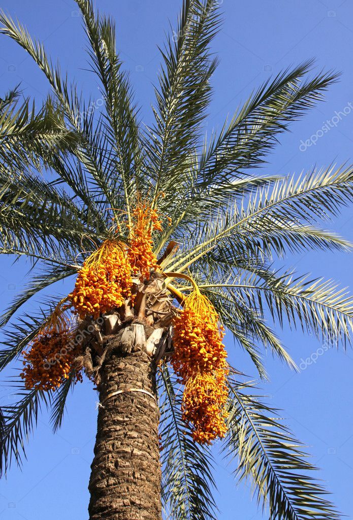 MEDJOOL DATE PALM TREE SEEDS, Phoenix Dactylifera, Edible Fruit – 10 Seeds (011)