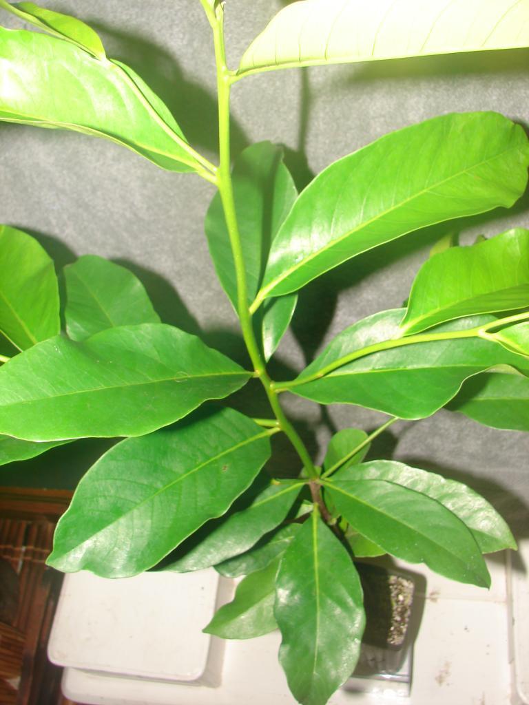 ~BLACK SAPOTE~ Diospyros digyna Chocolate Pudding Tree FRUIT TREE XXL 36-48+in