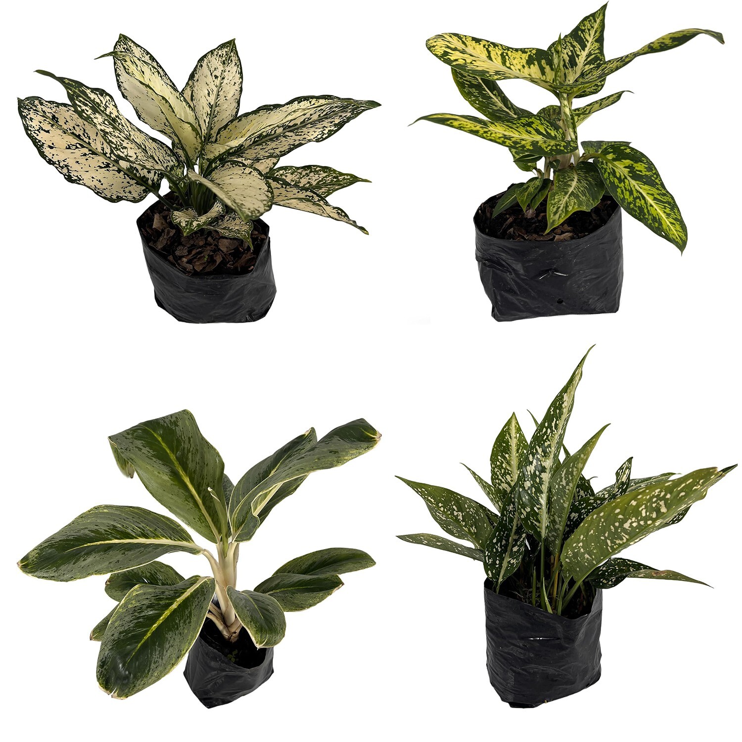 Aglaonema Osaka, Aglaonema Perdiz, Aglaonema 2, Aglaonema King of Siam