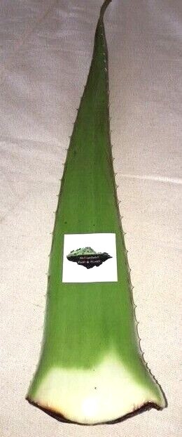 Aloe Vera Barbadensis Organic Leaf Edible Antioxidant, Skin Healing 16 -64ounce