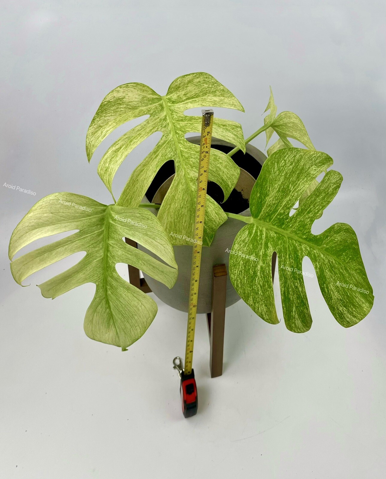 Rooted Monstera Deliciosa Mint Variegata Plant