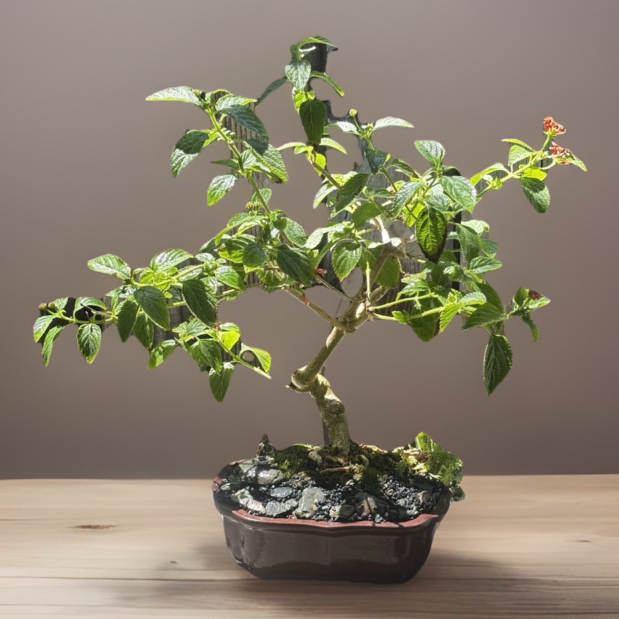 17 YEAR OLD LANTANA BONSAI TREE