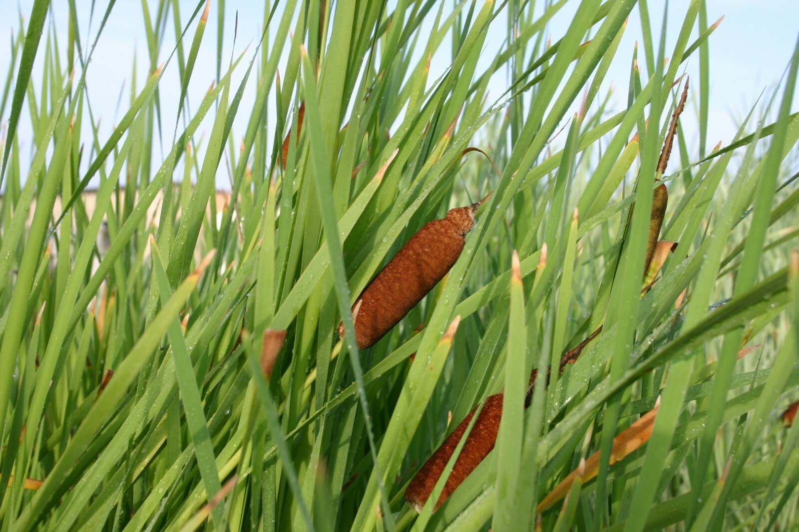 Live Cattail Winter Hardy Aquatic Marginal Pond/Bog Plant