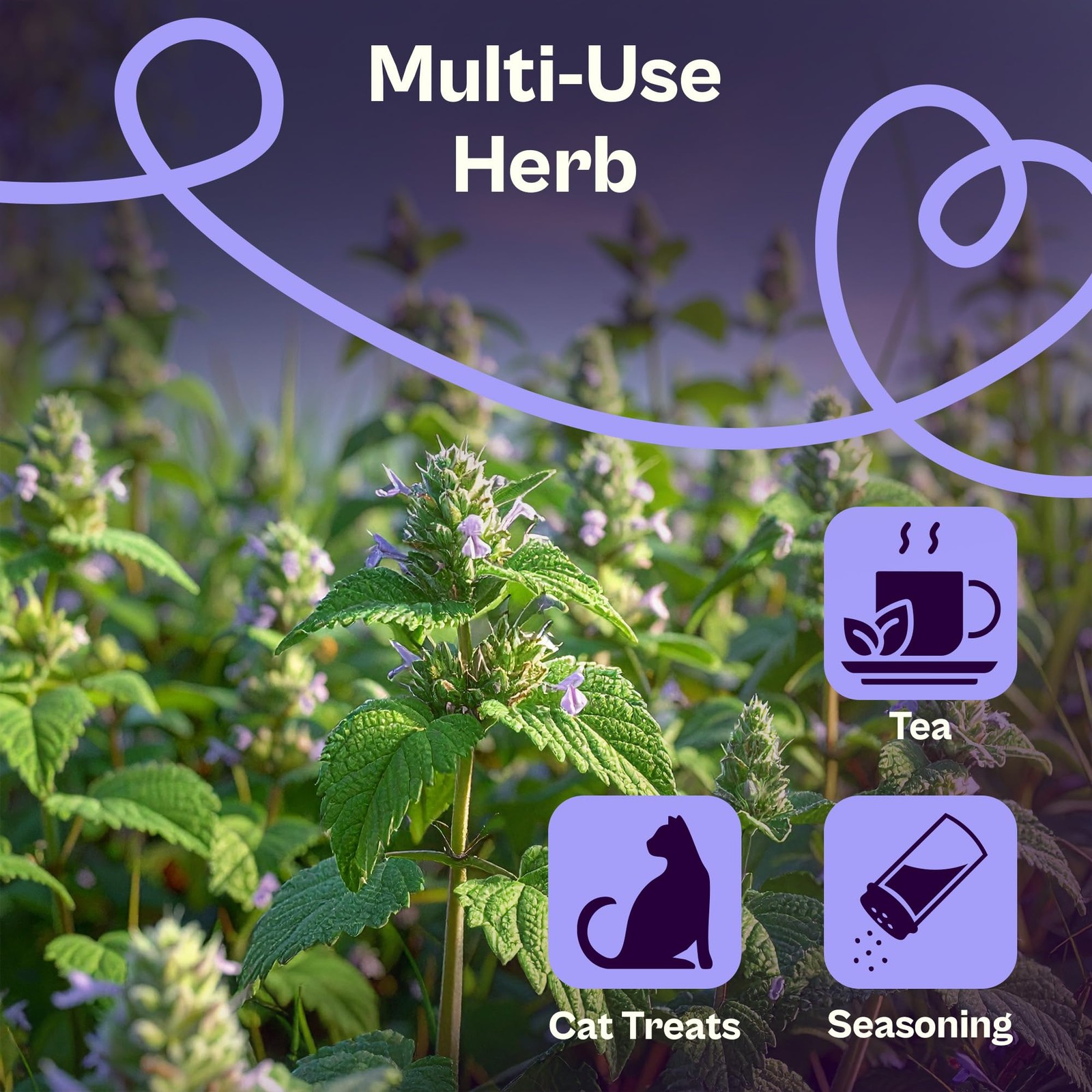 2500 Catnip Seeds Nepeta cataria – Catmint, Best Catnip for Cats Seed Packets…