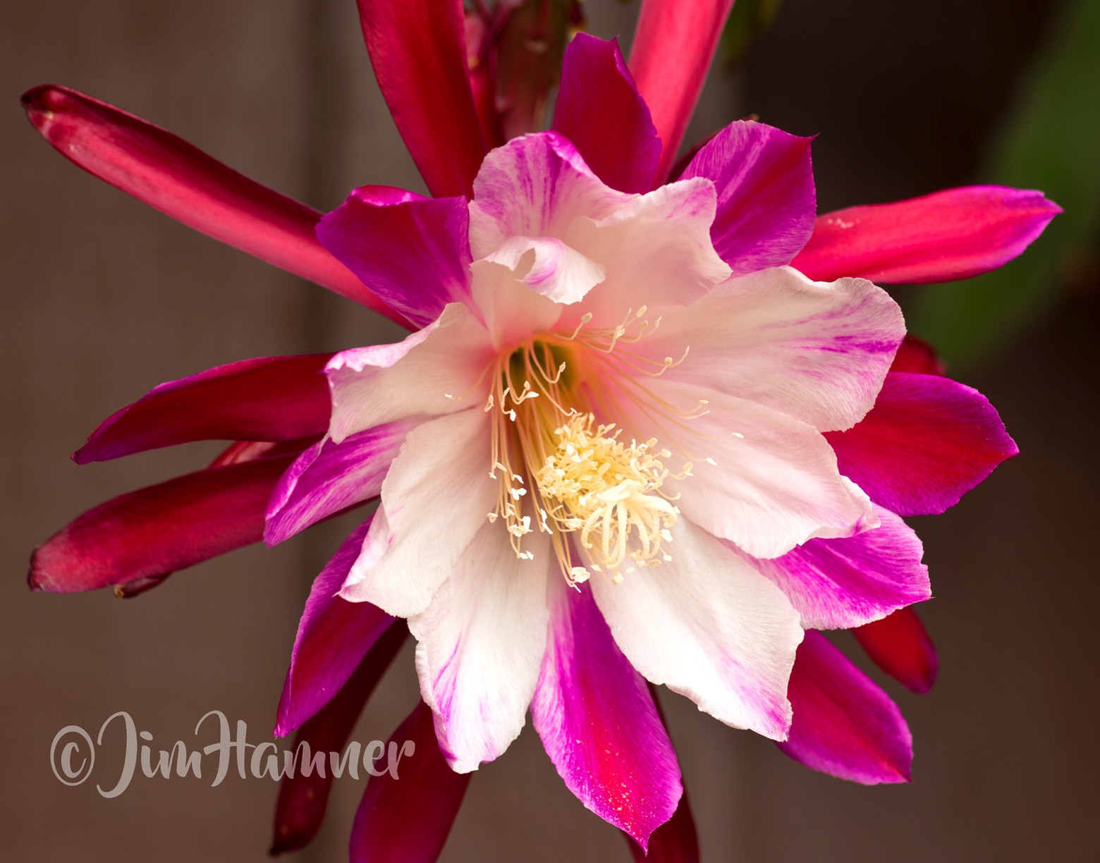 1 Clown Epiphyllum Orchid Cactus Cutting 8-10 inches long