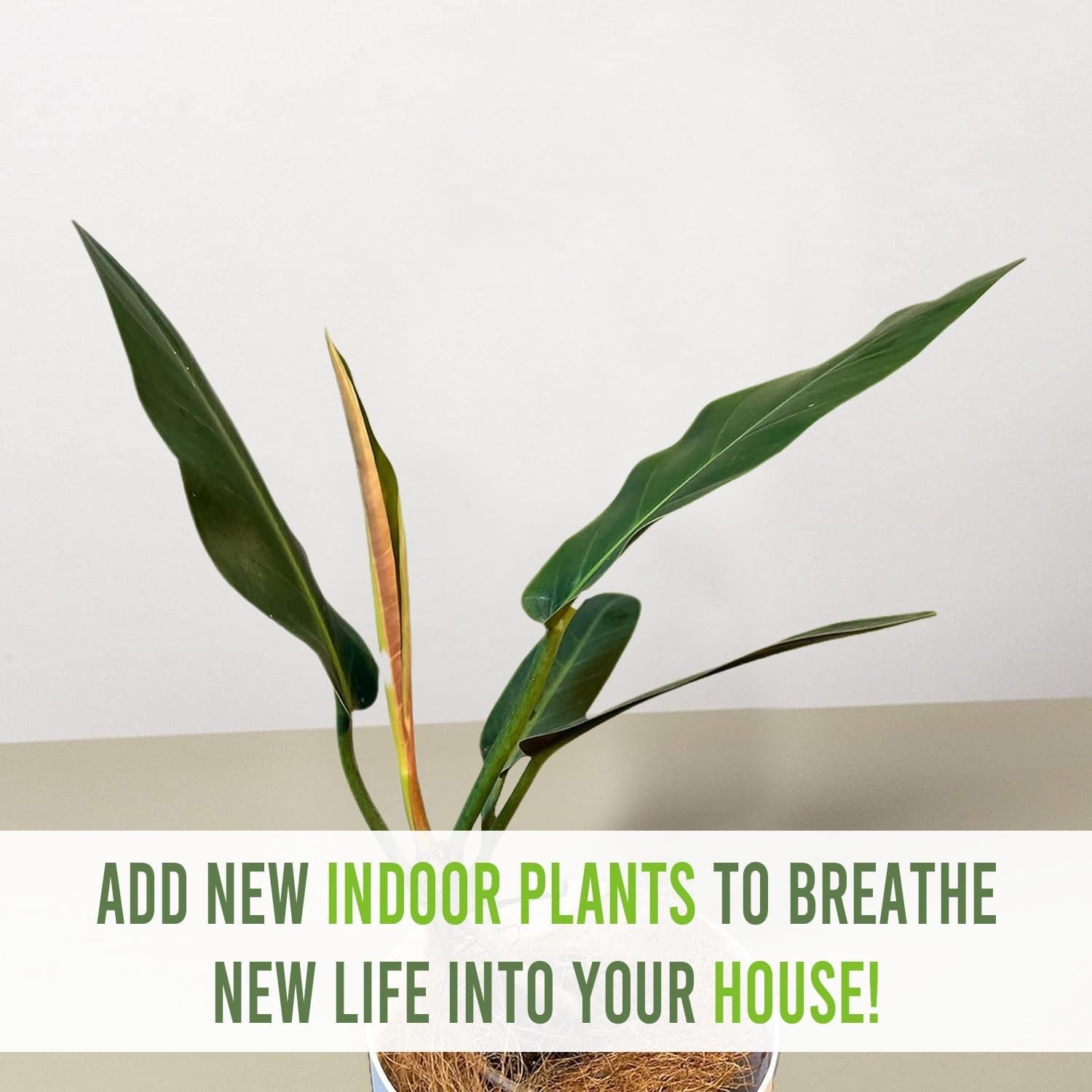 Philodendron Patriciae Live House Plant, Unique Gift for Plant Lovers!