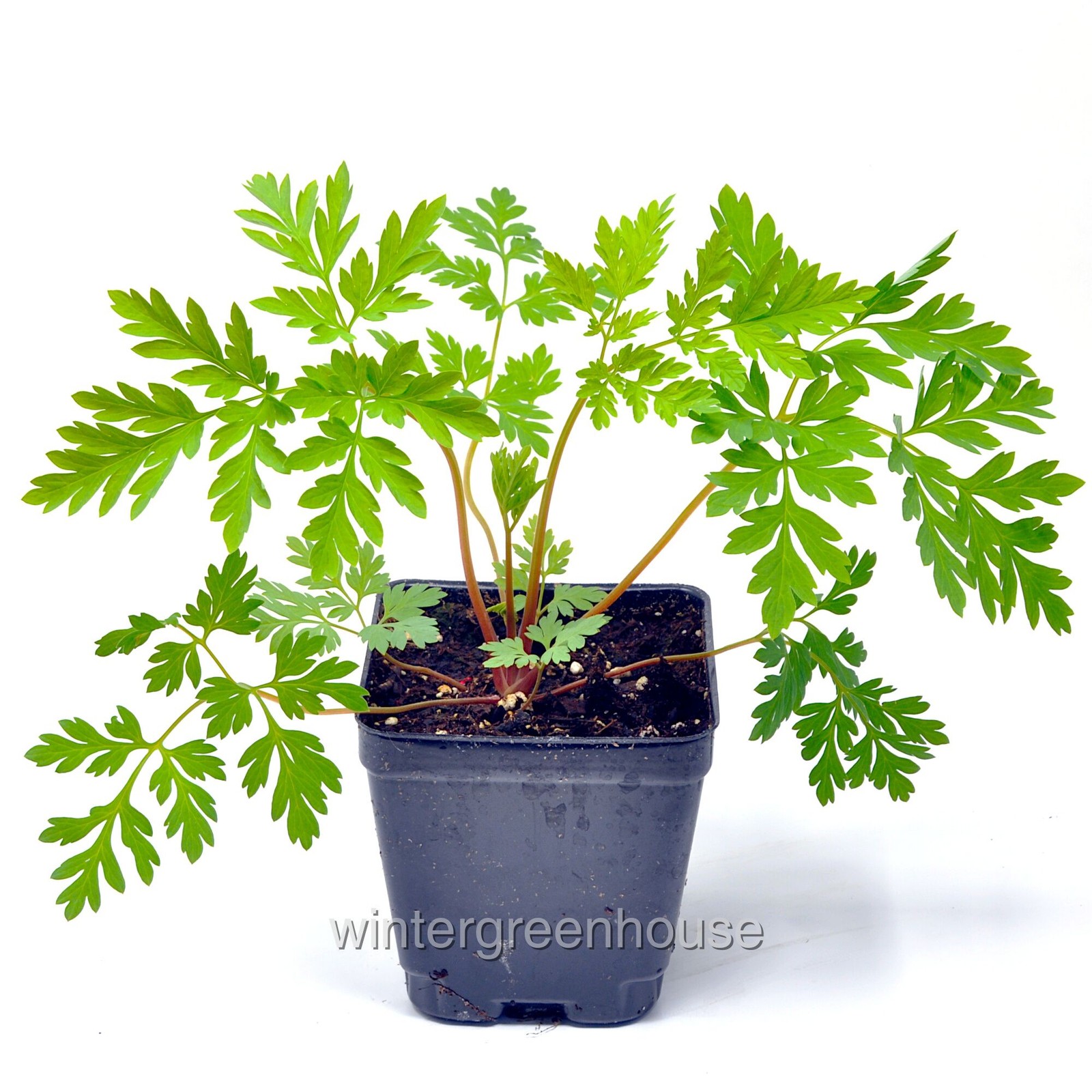 Dicentra eximia, Fringed Bleeding Heart, Container Size: 3.5″ square