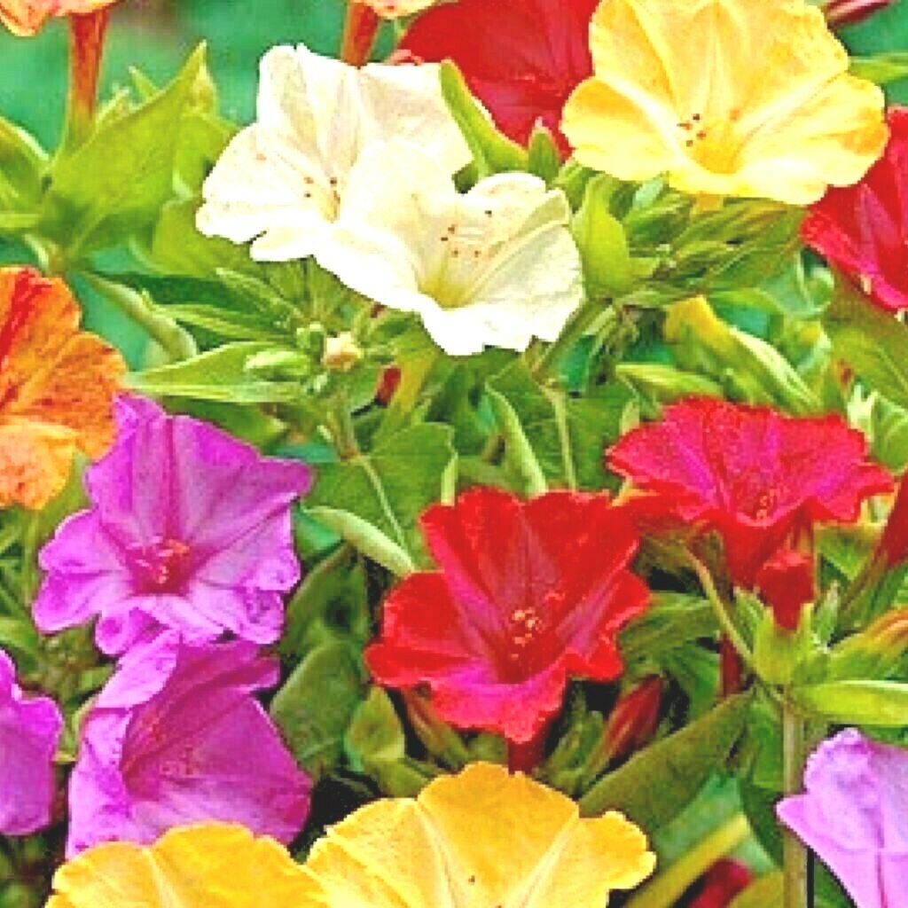 40+FOUR O CLOCK MIX Seed Wildflower Pollinators Fragrant Night Blooms Perennial