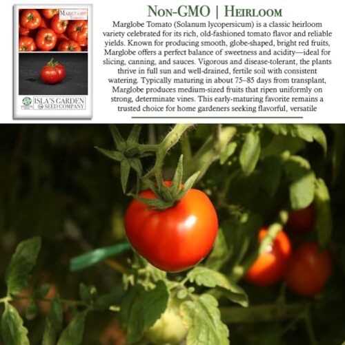 Marglobe Tomato Seeds (Solanum lycopersicum) – 500+ Non-GMO & Heirloom Seeds