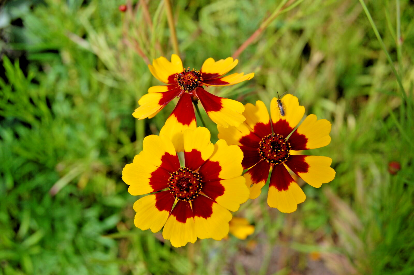 5000 COREOPSIS TINCTORIA Seeds (Dwarf Plains Coreopsis) Annual Garden Flower