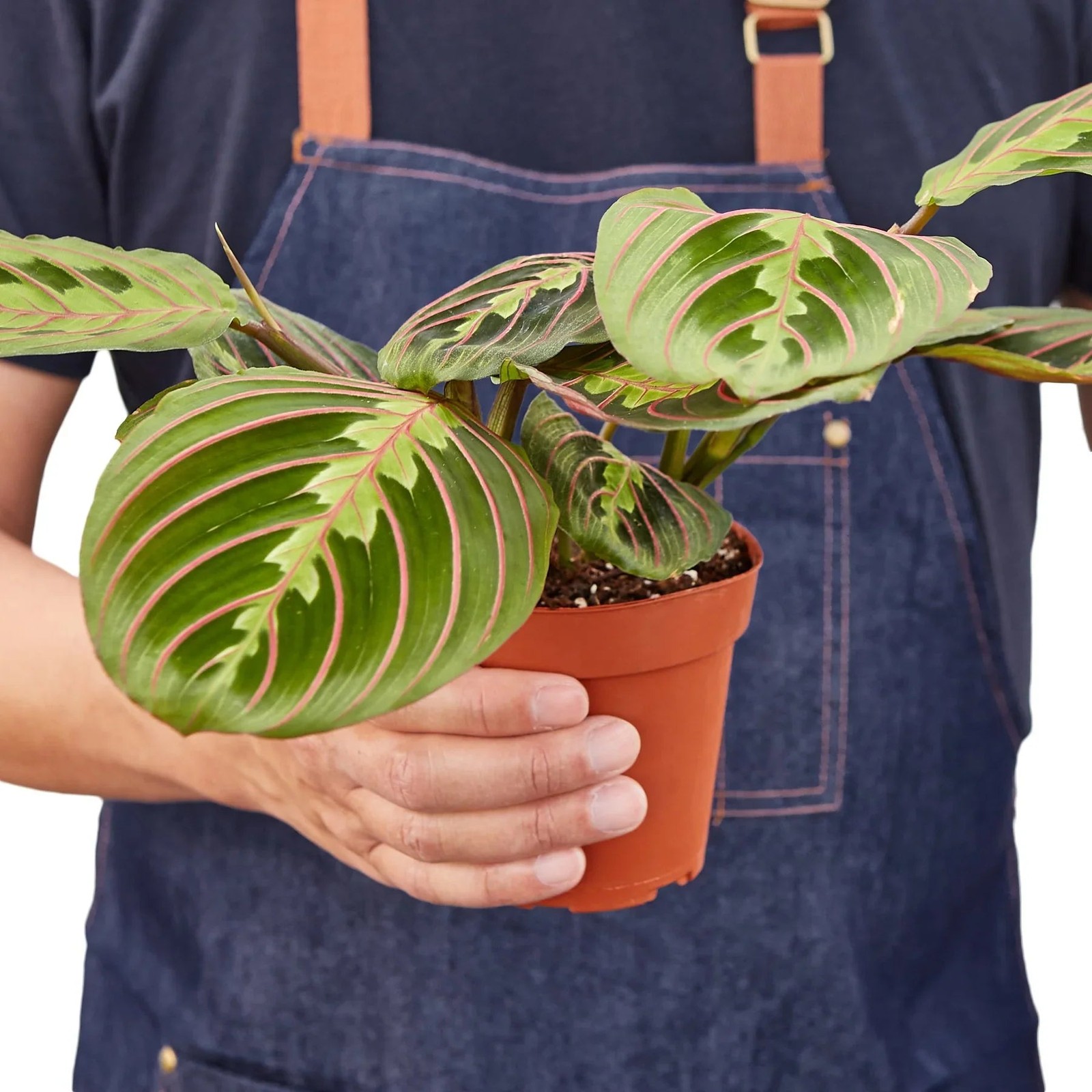 Maranta Red Prayer Plant • Vibrant Herringbone Pattern • 6″ Hanging Basket