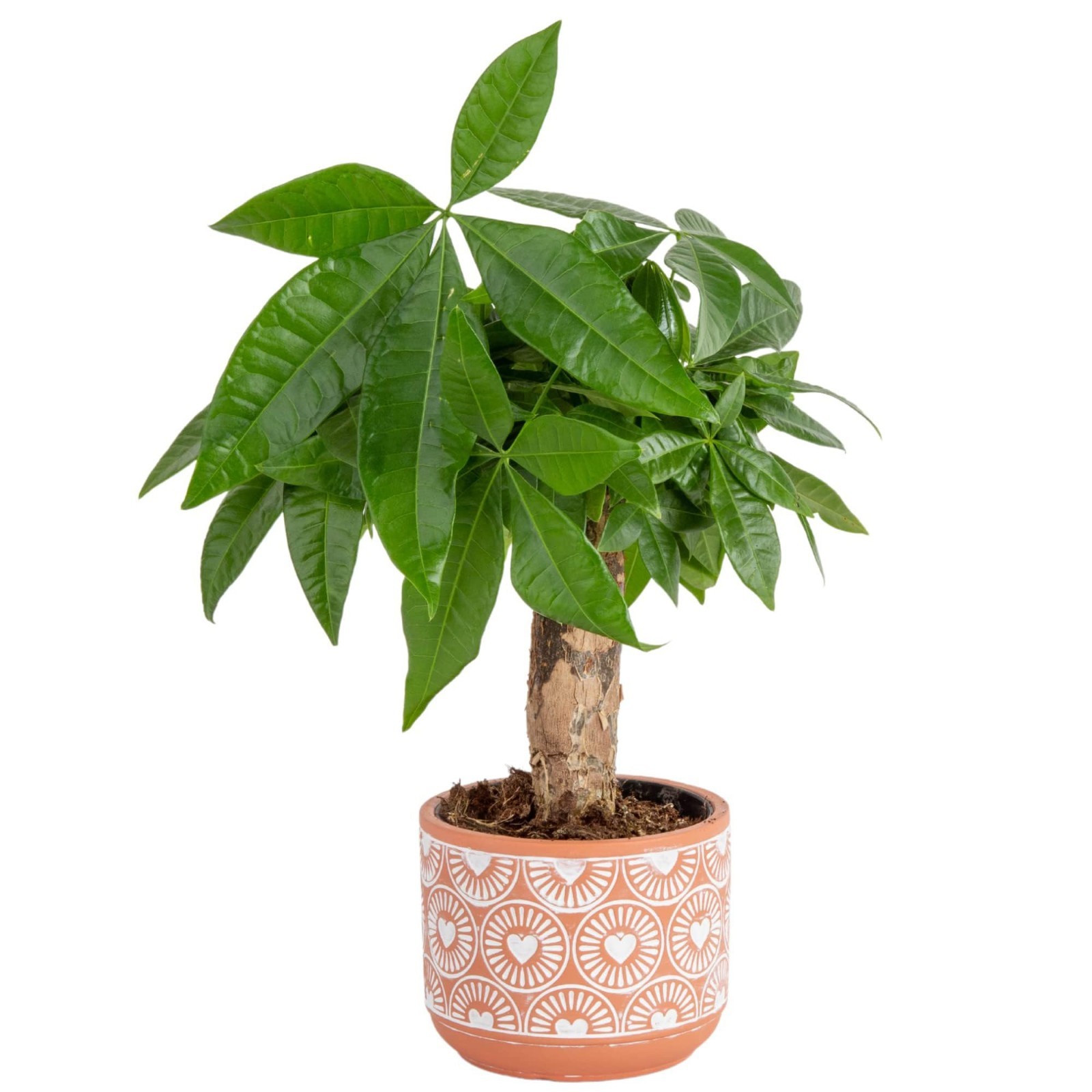 Live Money Tree Plant – 10″ Pachira Aquatica Bonsai, Pet-Friendly Indoor Decor,