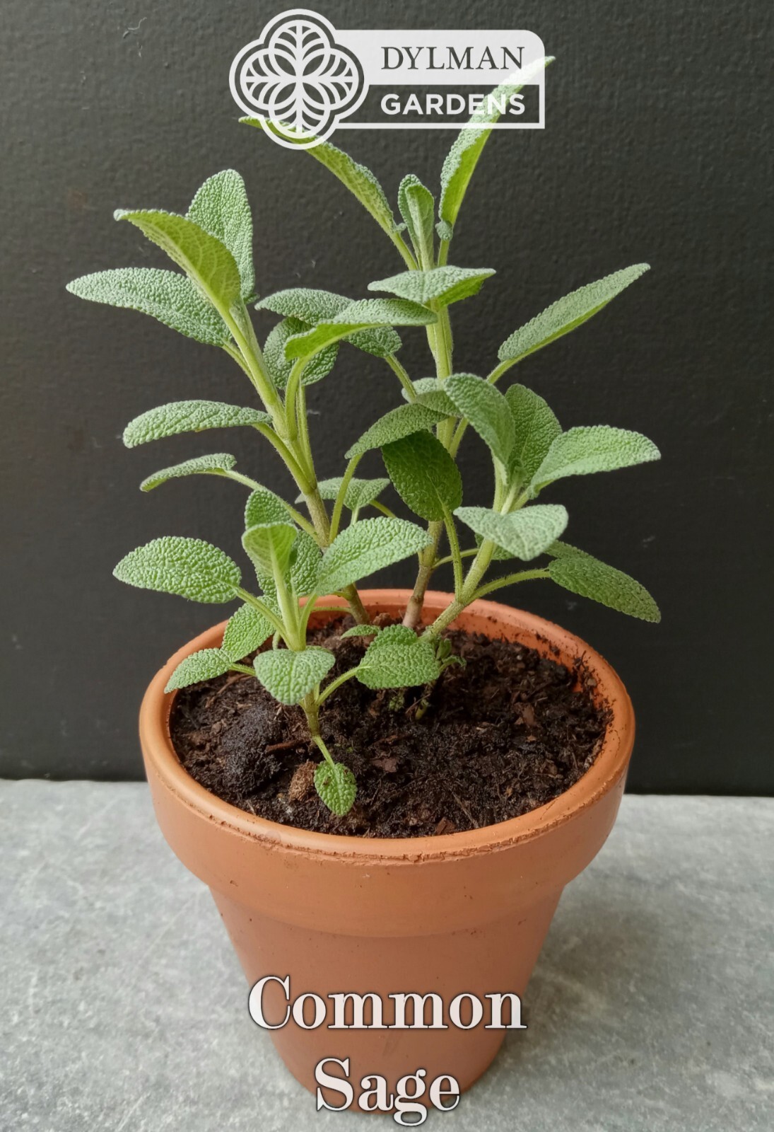 Common Sage Plant (Salvia officinalis) Culinary Herb, Broadleaf – Multiple Sizes