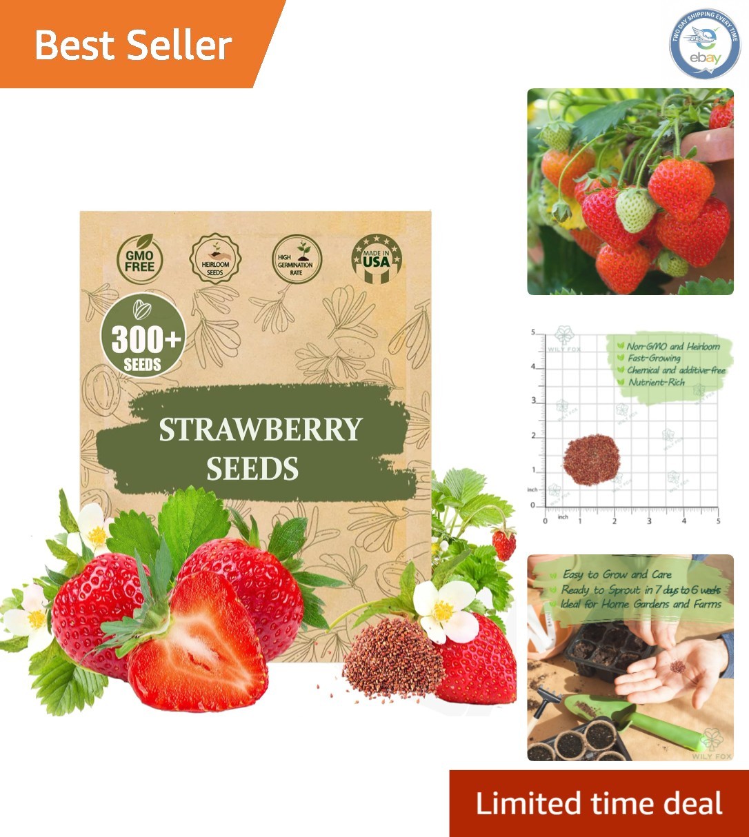 300 Juicy, Sweet Heirloom Strawberry Seeds – High Germination Rate for Beginners