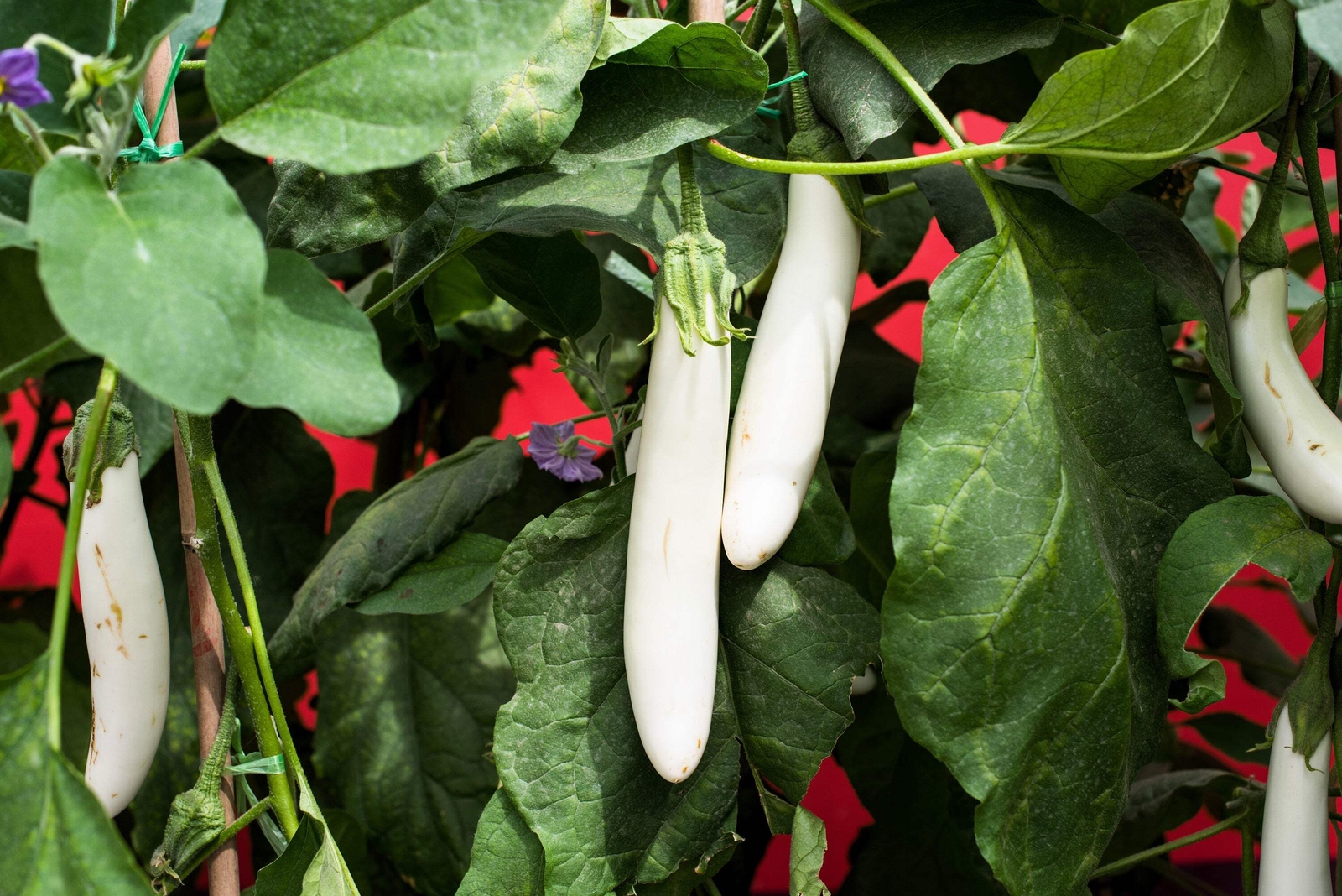 40 White Star FINGER FRUIT EGGPLANT Solanum Melongena Aubergine Vegetable Seeds