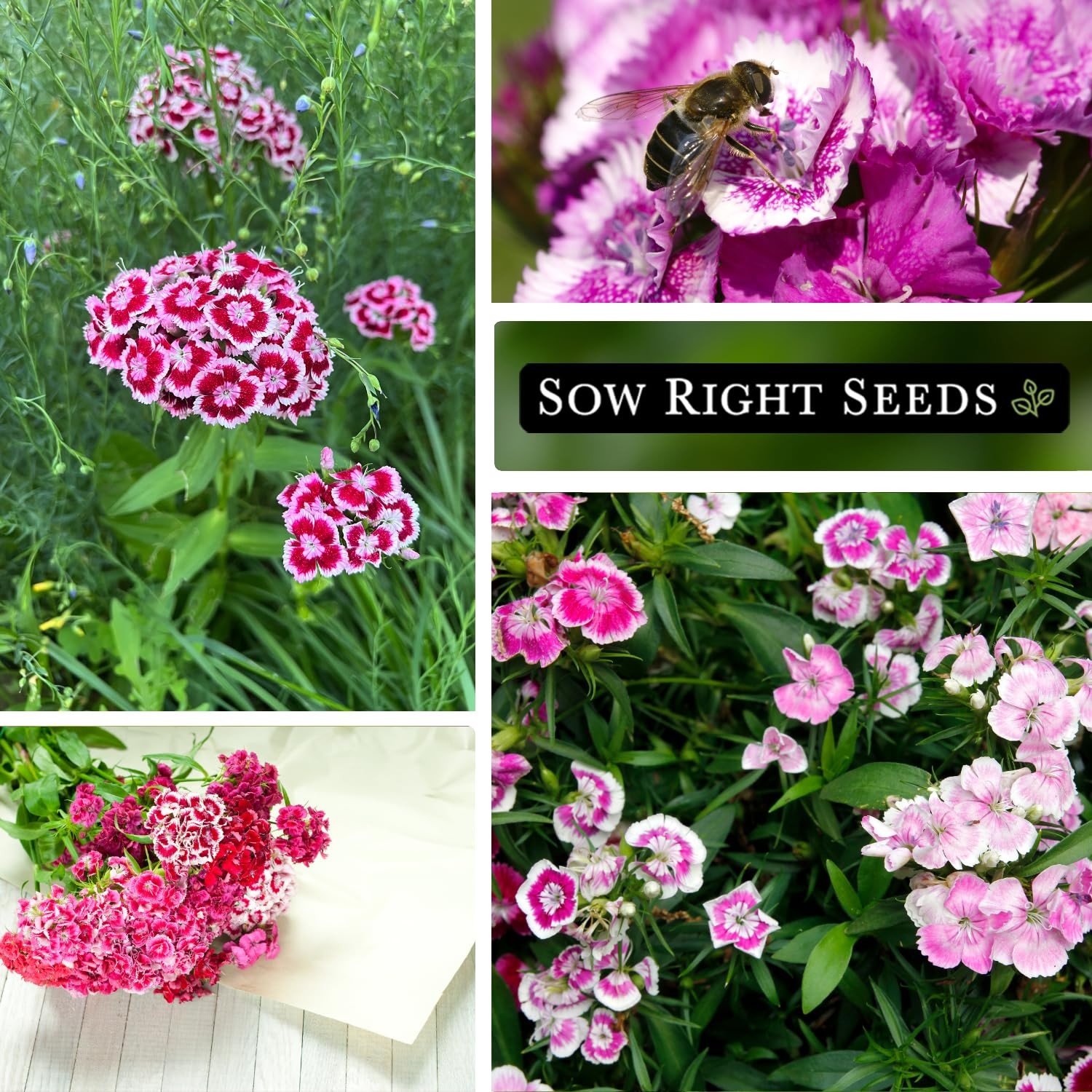 Sow Right Seeds – Sweet William Mix Flower Seeds for Planting – Beautiful and Ed