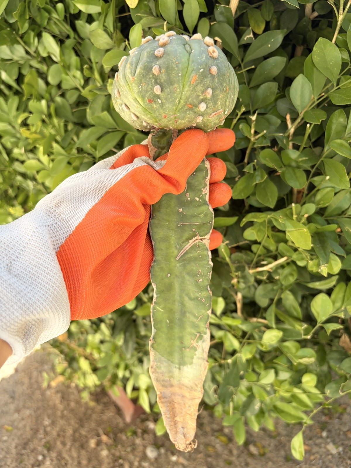 Rare Cactus Grafted