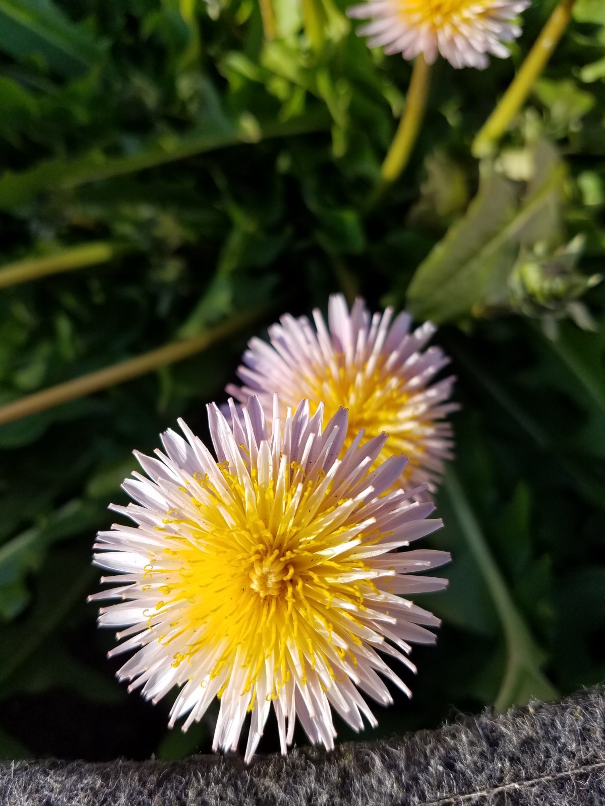 Pink Dandelion Seeds RARE 10 Organic Seeds *FREE SHIPPING*