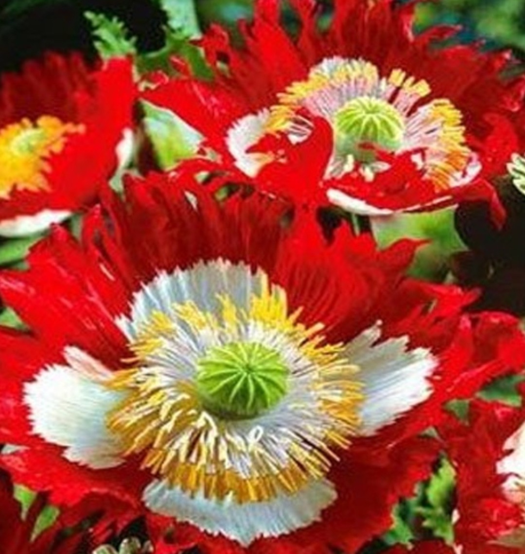 400+ Danish Flag Poppy Seeds **Fresh Seeds** ~~Free Shipping~~
